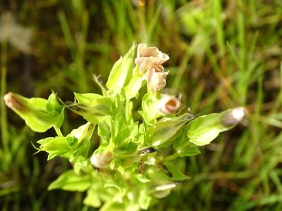 Schultesia brachyptera, photographed by Alexis López Hernández