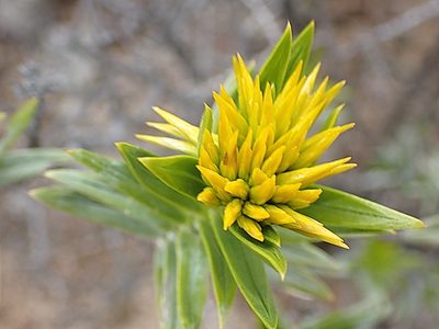 Pteronia fasciculata, photographed by Di Turner