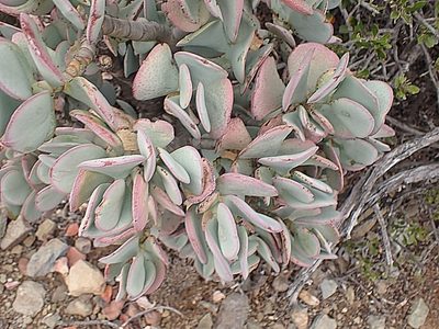 Crassula arborescens, photographed by Di Turner