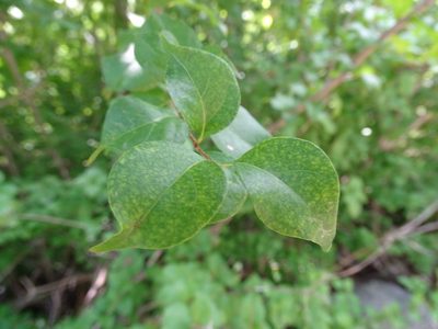 Machaonia lindeniana, photographed by Alexis López Hernández