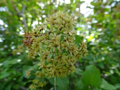 Machaonia lindeniana, photographed by Alexis López Hernández
