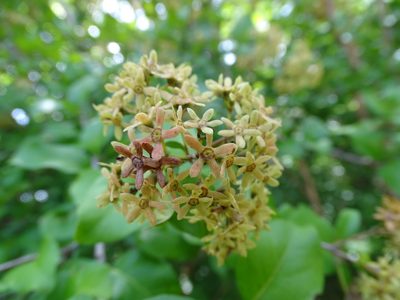 Machaonia lindeniana, photographed by Alexis López Hernández
