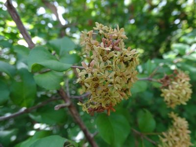 Machaonia lindeniana, photographed by Alexis López Hernández