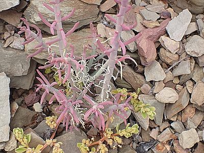 Mesembryanthemum junceum, photographed by Di Turner