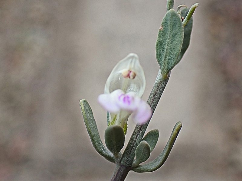 Pogonospermum robustum, photographed by Di Turner