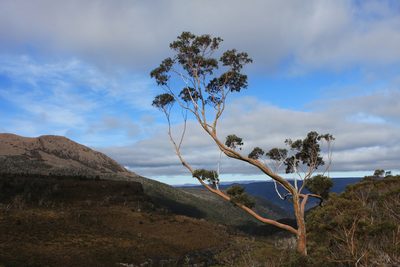 Eucalyptus coccifera, photographed by John Brew