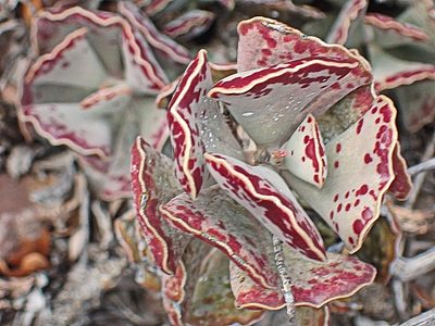 Adromischus triflorus, photographed by Di Turner