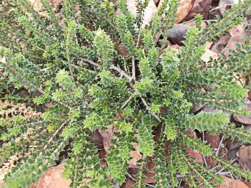 Agathosma recurvifolia, photographed by Di Turner