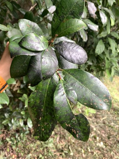 Syzygium kusukusuense, photographed by 呂一起(Lyu yi-chi)