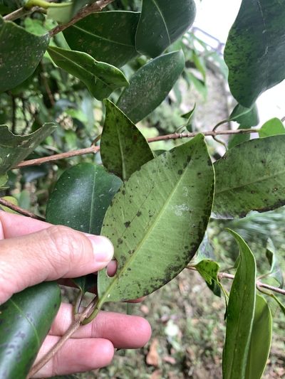 Syzygium kusukusuense, photographed by 呂一起(Lyu yi-chi)