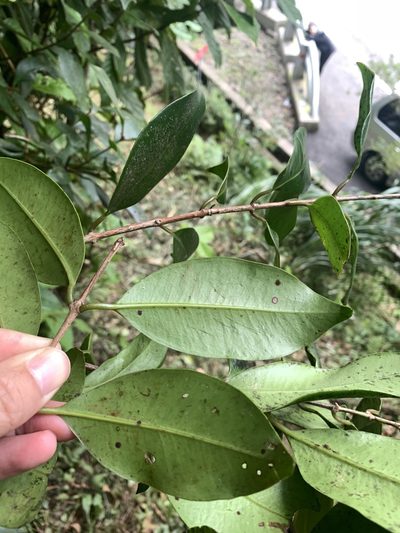 Syzygium kusukusuense, photographed by 呂一起(Lyu yi-chi)