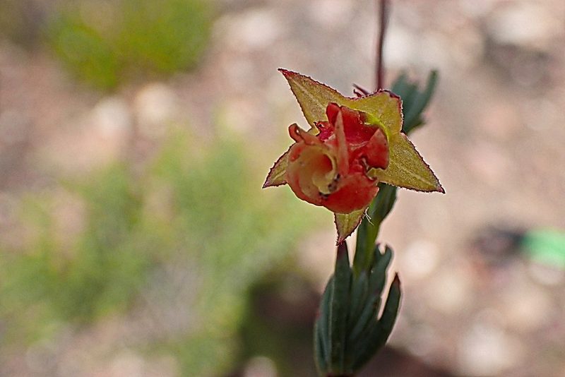 Hermannia filifolia, photographed by Di Turner