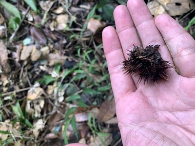 Castanopsis indica, photographed by 呂一起(Lyu yi-chi)