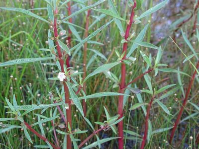 Bacopa lacertosa, photographed by Alexis López Hernández