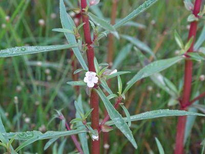 Bacopa lacertosa, photographed by Alexis López Hernández