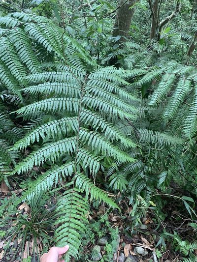 Gymnosphaera podophylla, photographed by 呂一起(Lyu yi-chi)