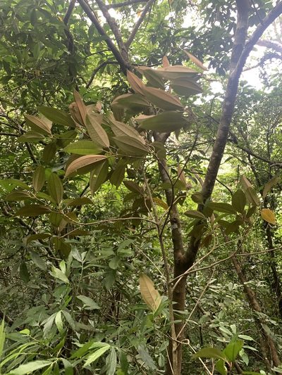 Astronia ferruginea, photographed by 呂一起(Lyu yi-chi)