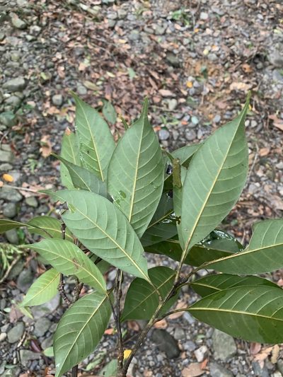 Lithocarpus brevicaudatus, photographed by 呂一起(Lyu yi-chi)