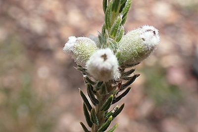 Phylica lanata, photographed by Di Turner