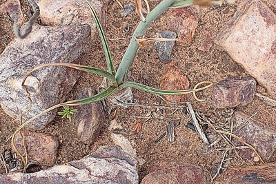 Albuca setosa, photographed by Di Turner