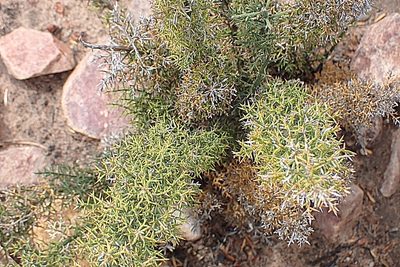 Asparagus oliveri, photographed by Di Turner