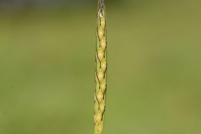 Ischaemum impressum, photographed by S.MORE