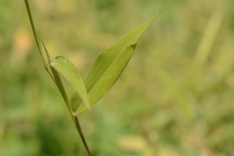 Ischaemum impressum, photographed by S.MORE