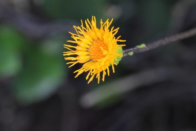 Gynura divaricata, photographed by Agnes Trekker