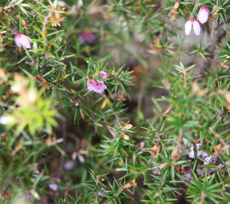 Tetratheca procumbens, photographed by John Brew