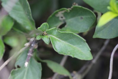 Gynura divaricata, photographed by Agnes Trekker