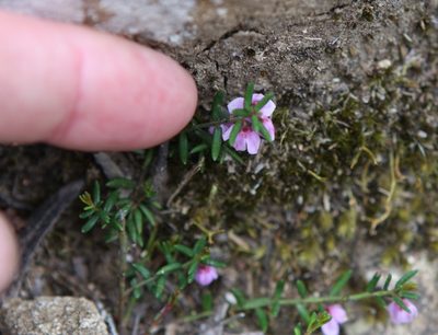 Tetratheca procumbens, photographed by John Brew