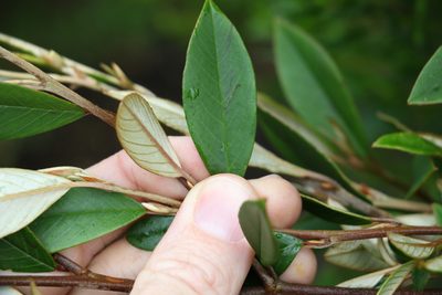 Pomaderris argyrophylla, photographed by Greg Tasney
