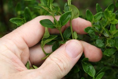 Prostanthera ovalifolia, photographed by Greg Tasney