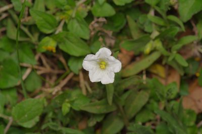 Bouchetia erecta, photographed by Michelle W. （鍾偉瑋）