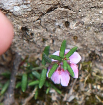 Tetratheca procumbens, photographed by John Brew