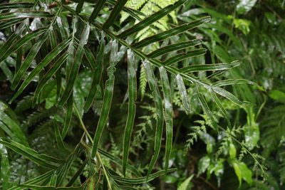 Pteris umbrosa, photographed by Greg Tasney