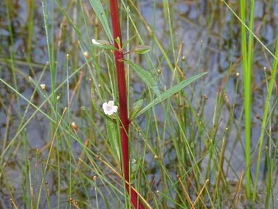 Bacopa lacertosa, photographed by Alexis López Hernández