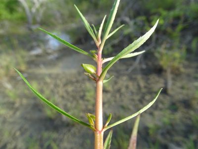 Bacopa lacertosa, photographed by Alexis López Hernández