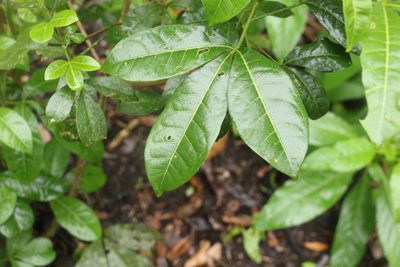 Melicope micrococca, photographed by Greg Tasney