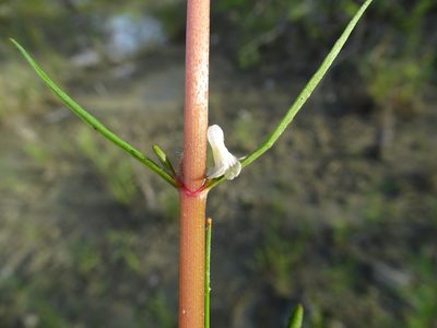 Bacopa lacertosa, photographed by Alexis López Hernández