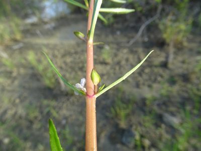 Bacopa lacertosa, photographed by Alexis López Hernández