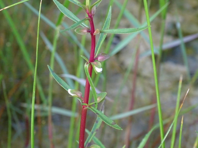 Bacopa lacertosa, photographed by Alexis López Hernández