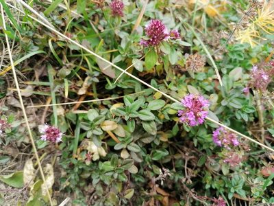 Thymus pulegioides, photographed by Daniel Linzbauer