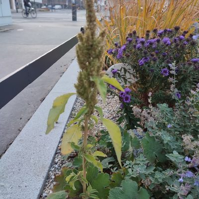 Amaranthus retroflexus, photographed by Quentin Groom