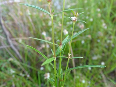 Spermacoce confusa, photographed by Alexis López Hernández