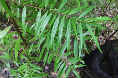 Myoporum betcheanum, photographed by Greg Tasney