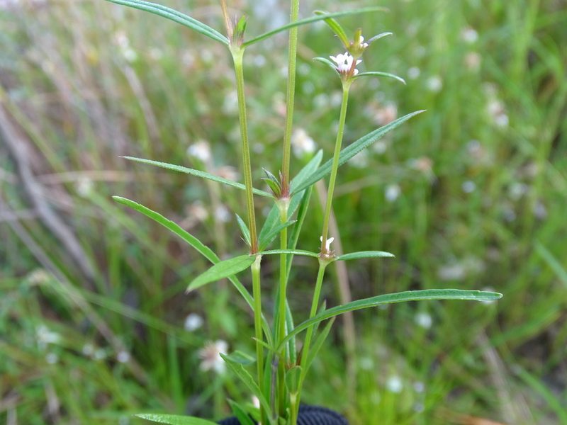 Spermacoce confusa, photographed by Alexis López Hernández
