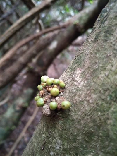 Drypetes natalensis, photographed by Rosemary Harrison