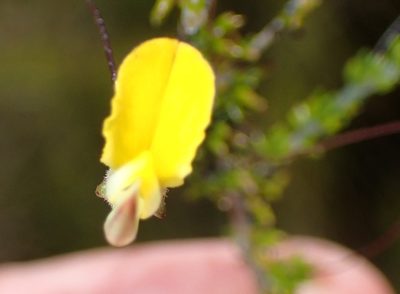 Aspalathus tenuissima, photographed by Nicola van Berkel