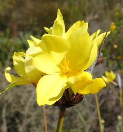 Bobartia macrospatha, photographed by Nicola van Berkel